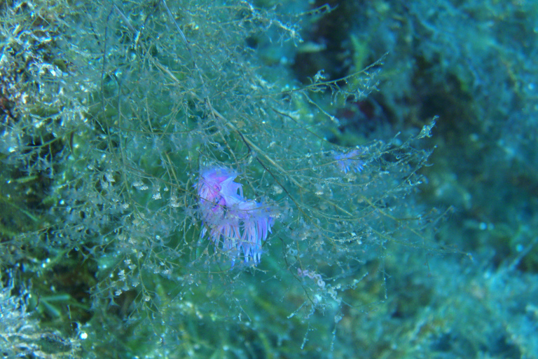 Rhodes: Waterhoppers Snorkel Adventure Guided Snorkeling