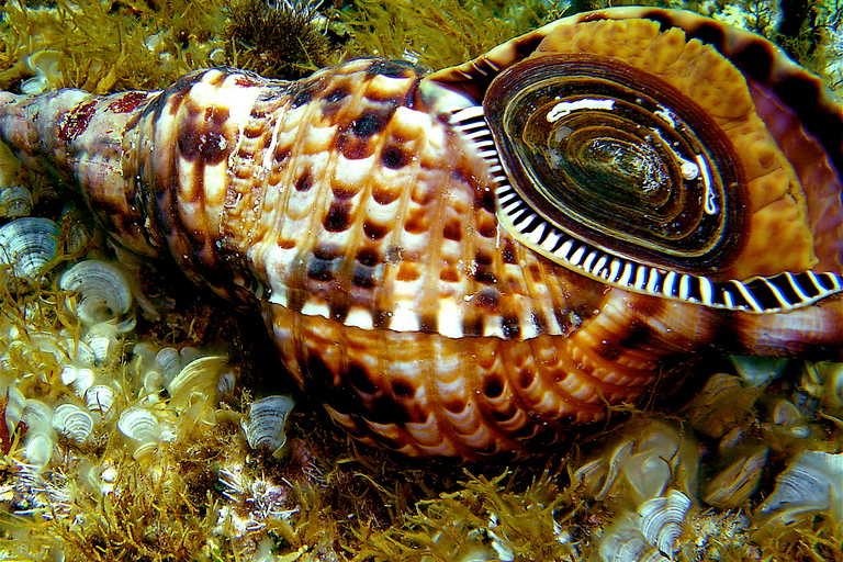 Rhodes: Waterhoppers Snorkel Adventure Guided Snorkeling