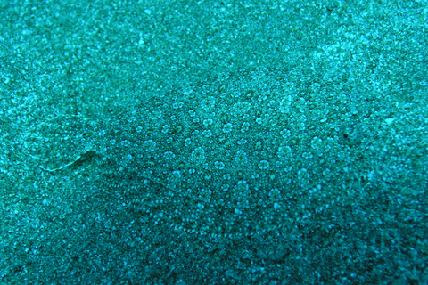 Rhodes: Waterhoppers Snorkel Adventure Guided Snorkeling