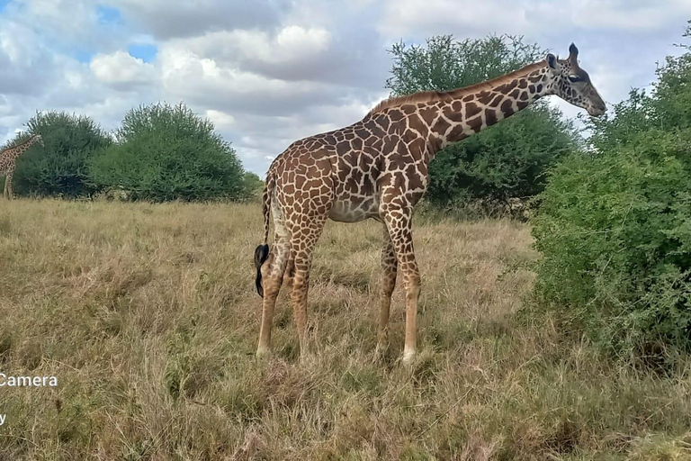 Nairobi: Viagem de 1 dia ao Parque Nacional de Amboseli com safari