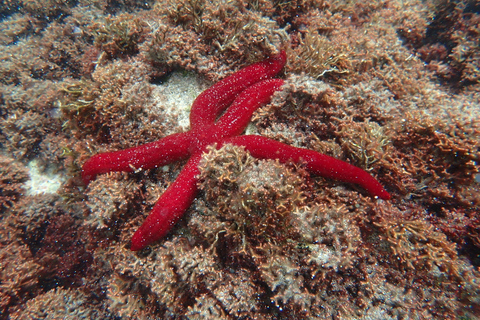 Porto Santo: nurkowanie z rurką