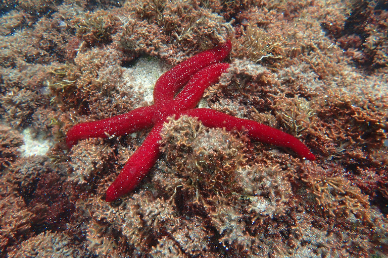 Porto Santo: nurkowanie z rurką