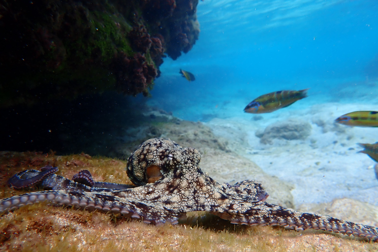 Porto Santo: Snorkeling Tour