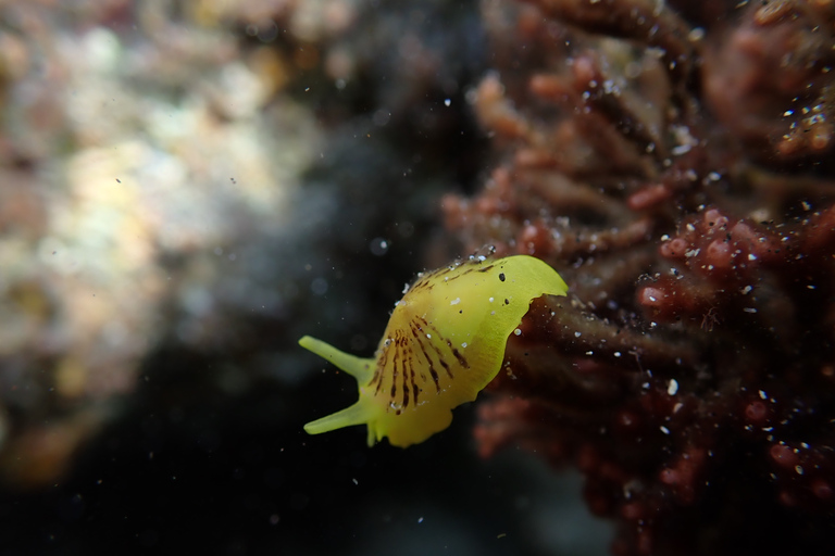 Porto Santo: Snorkeling Tour