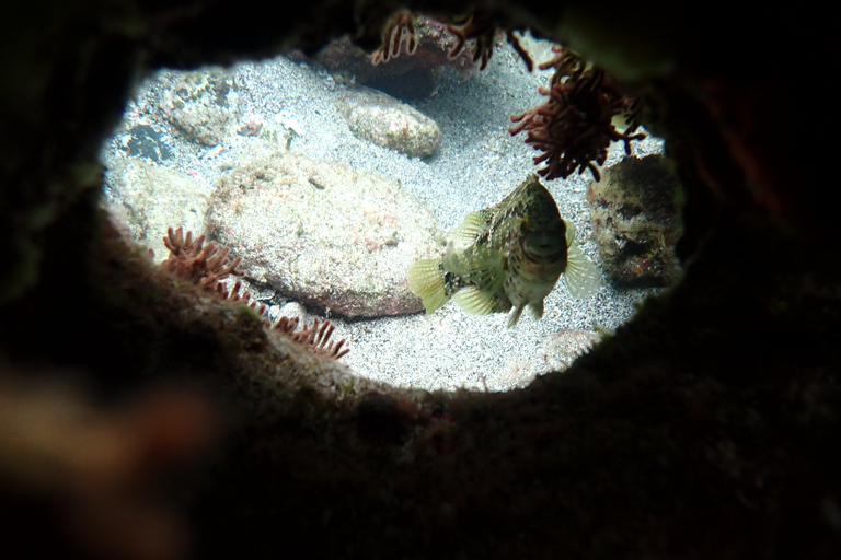 Porto Santo: Snorkeling Tour