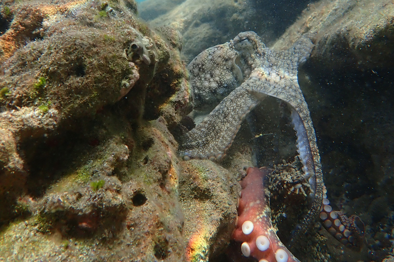 Porto Santo: Snorkeling Tour