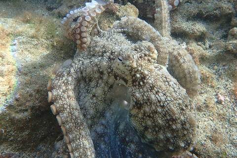 Porto Santo: Snorkeling Tour