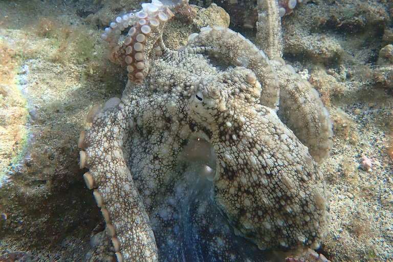 Porto Santo: Snorkeling Tour