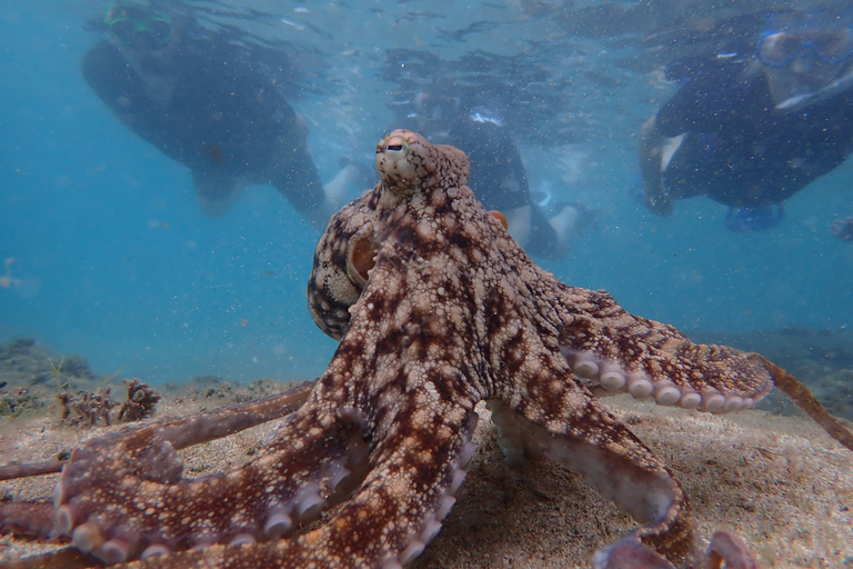 Porto Santo: Snorkeling Tour