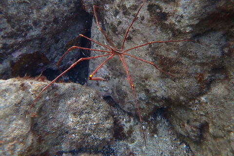 Porto Santo: Snorkeling Tour