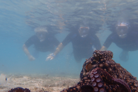 Porto Santo: Snorkeling Tour