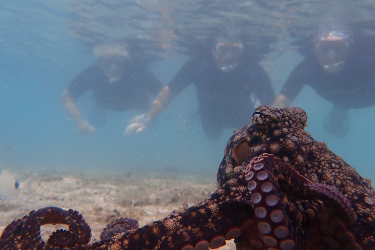 Porto Santo: nurkowanie z rurką