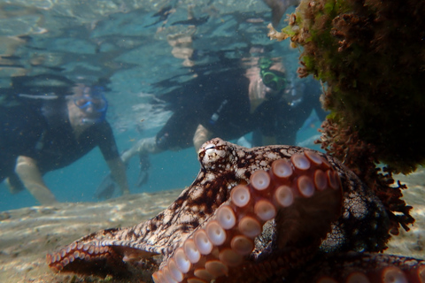 Porto Santo: Snorkeling Tour