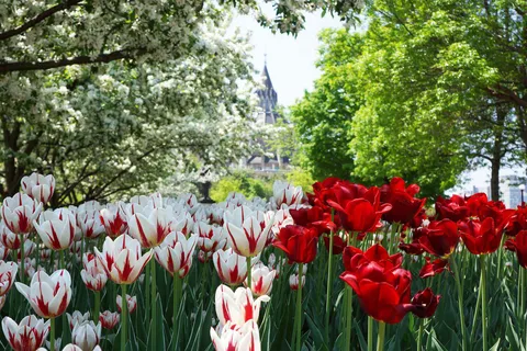 Montréal : Visite privée du Festival des tulipes d'Ottawa avec transferts