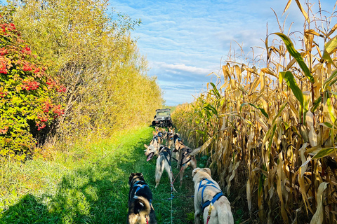 St-Liguori: Cani-Karting/Hundeschlittenfahrt erleben