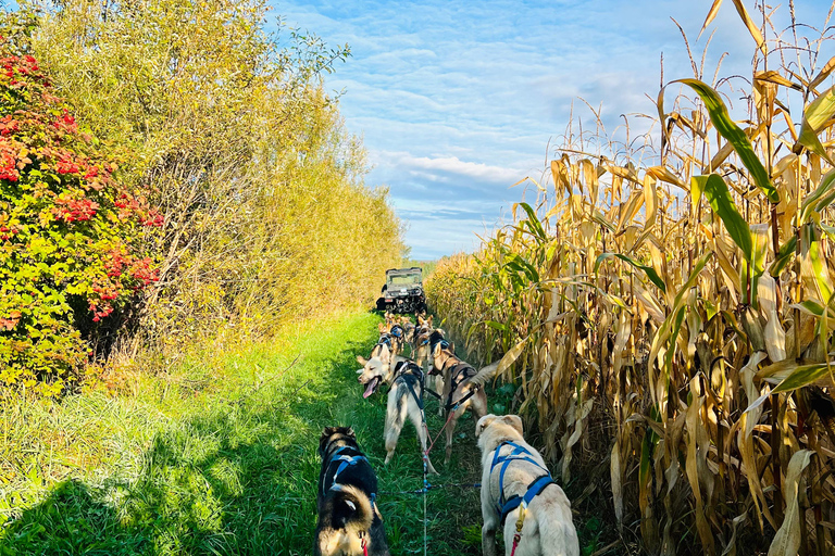 St-Liguori: Cani-Karting/Hundeschlittenfahrt erleben