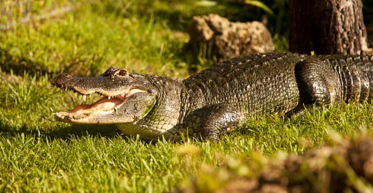 Everglades: Sawgrass Park Day Time Airboat Tour & Exhibits photo 5