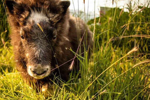 Centre de conservation de la faune de l'Alaska : billet d'entrée
