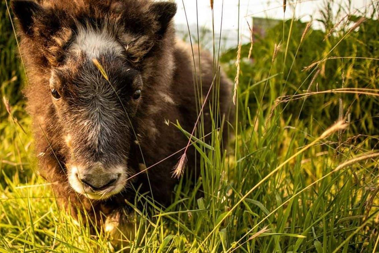 Centre de conservation de la faune de l'Alaska : billet d'entrée