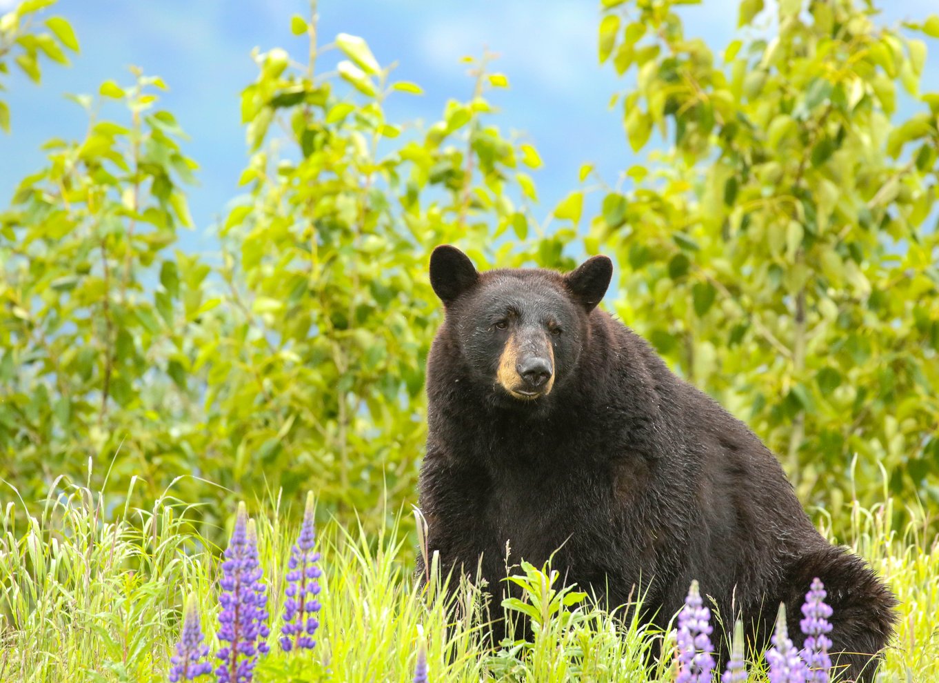 Alaska Wildlife Conservation Center: Adgangsbillet