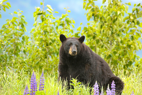 Centre de conservation de la faune de l'Alaska : billet d'entrée