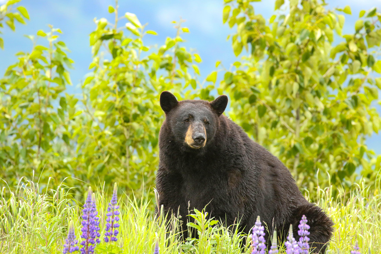 Centre de conservation de la faune de l'Alaska : billet d'entrée