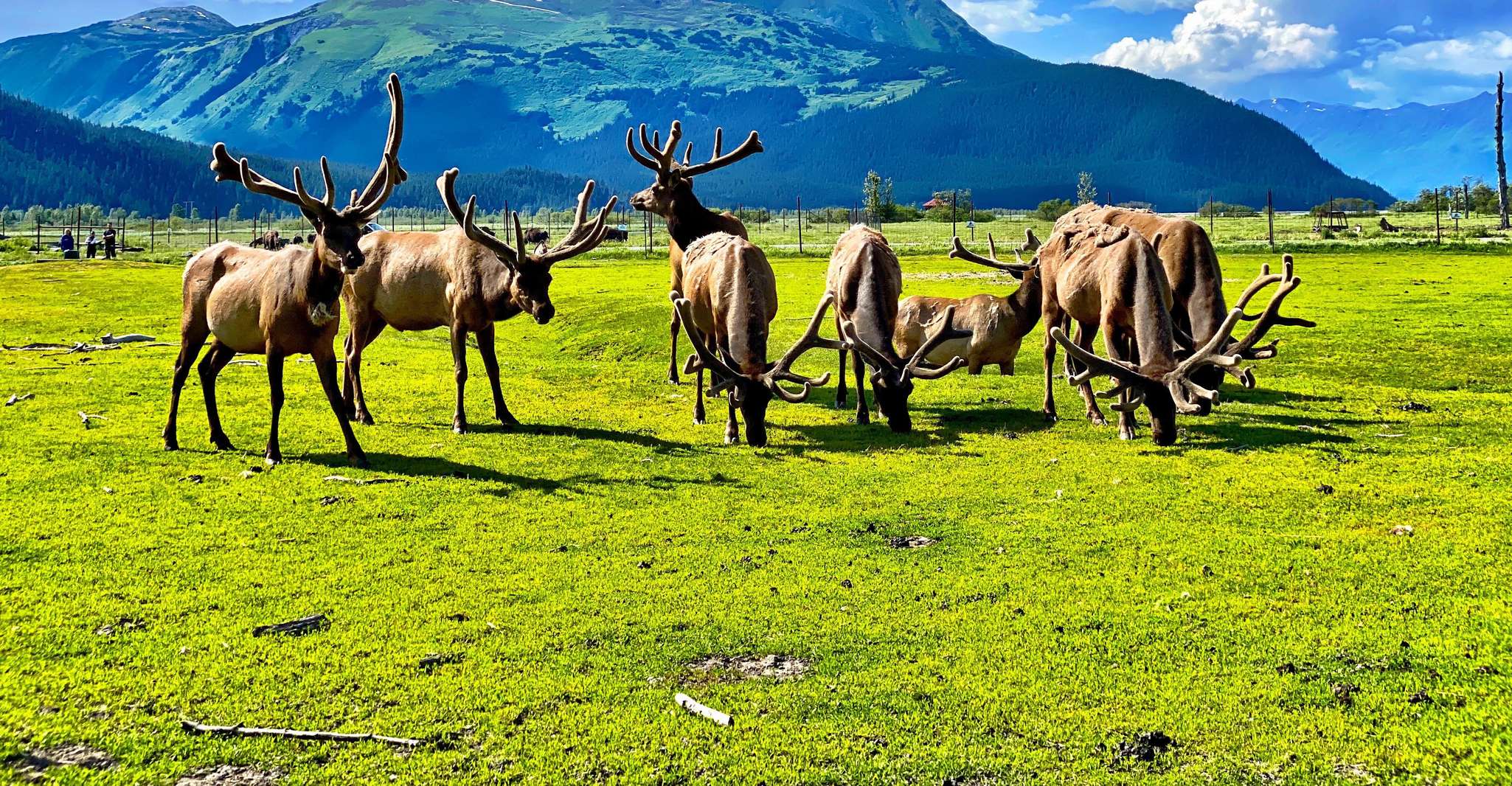 Centre de conservation de la faune de l'Alaska, billet d'entrée - Hizvo