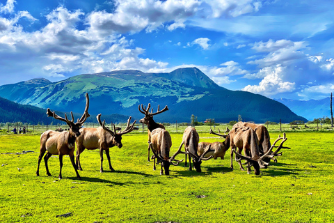 Centre de conservation de la faune de l'Alaska : billet d'entrée