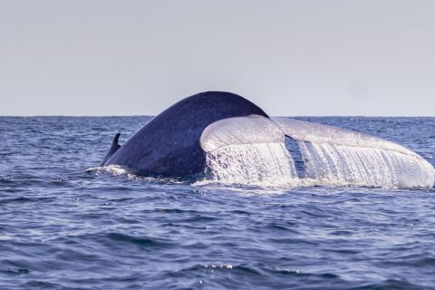São Miguel Azorene: Halvdags hvalsafari