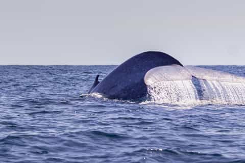 São Miguel Azores: Half-Day Whale Watching Trip