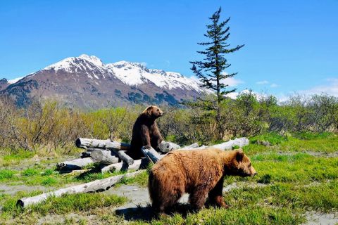 Alaska Wildlife Conservation Center: Admission Ticket