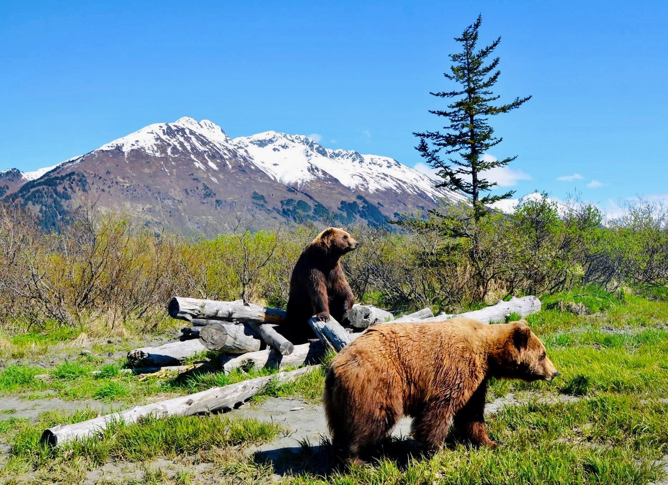 Alaska Wildlife Conservation Center: Adgangsbillet