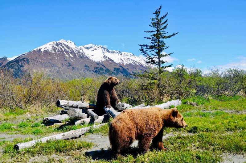 Alaska Wildlife Conservation Center: Admission Ticket