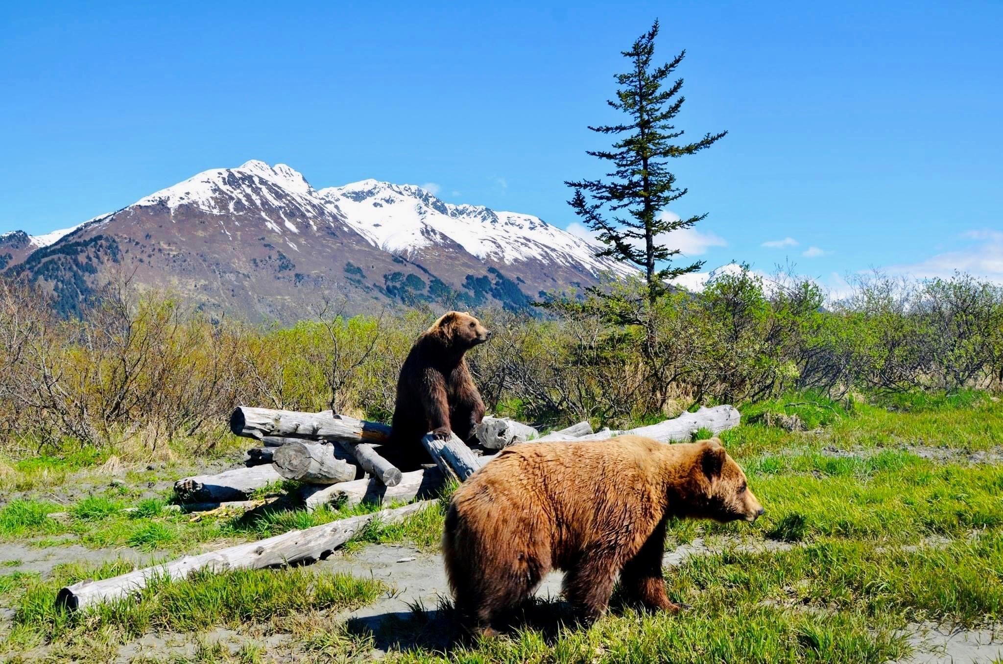 Alaska Wildlife Conservation Center: Eintrittskarte