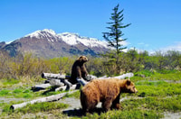 Centre de conservation de la faune de l'Alaska, billet d'entrée - Hizvo