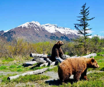 Alaska Wildlife Conservation Center: Admission Ticket