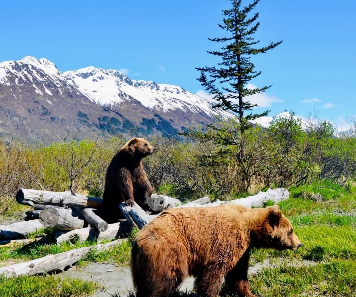 Alaska Wildlife Conservation Center: Bilet wstępu