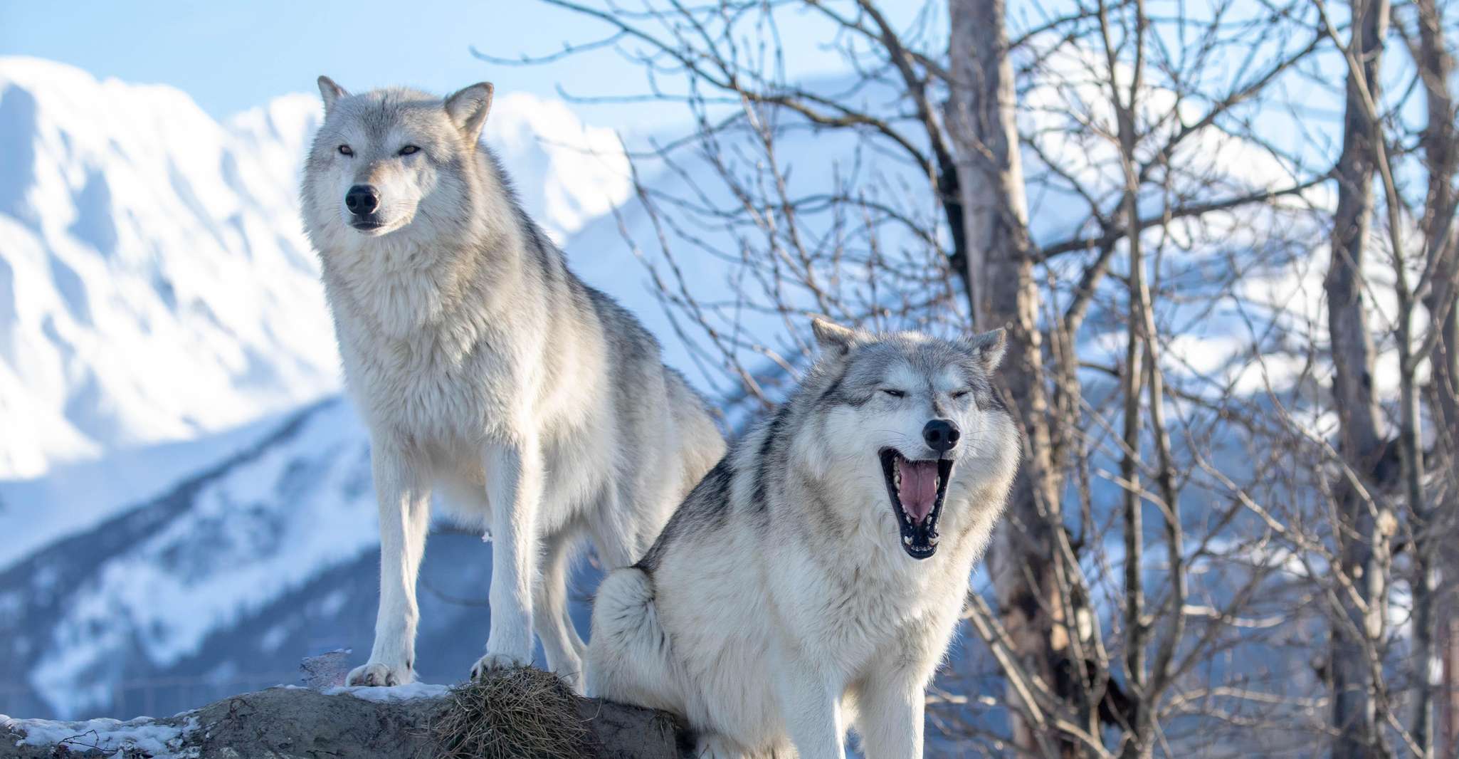 Centre de conservation de la faune de l'Alaska, billet d'entrée - Hizvo