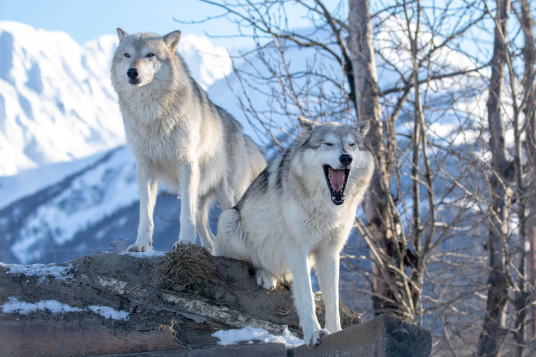 Centre de conservation de la faune de l'Alaska : billet d'entrée
