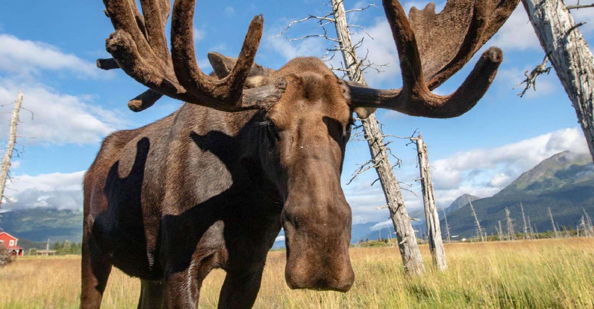 Centre de conservation de la faune de l'Alaska, billet d'entrée - Hizvo