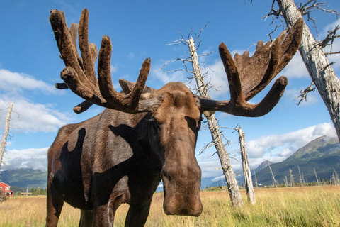 Centre de conservation de la faune de l'Alaska : billet d'entrée