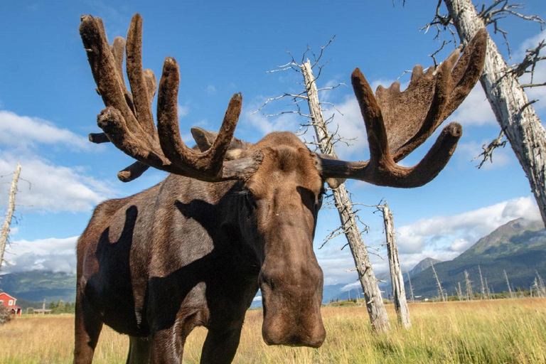 Centre de conservation de la faune de l'Alaska : billet d'entrée