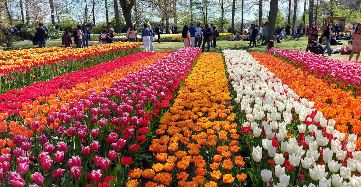 Keukenhof & Tulip Farm + Free Travel Guide incl Transfer | GetYourGuide