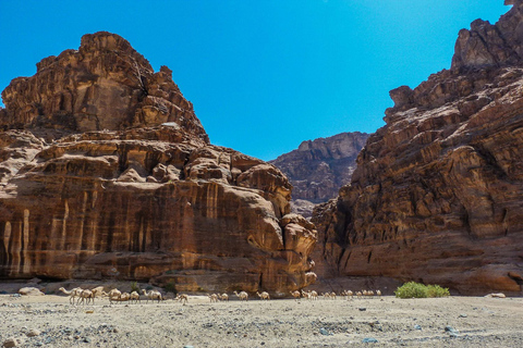 Van AlUla: Wadi Dissah Canyon Tour met lunch en transfer