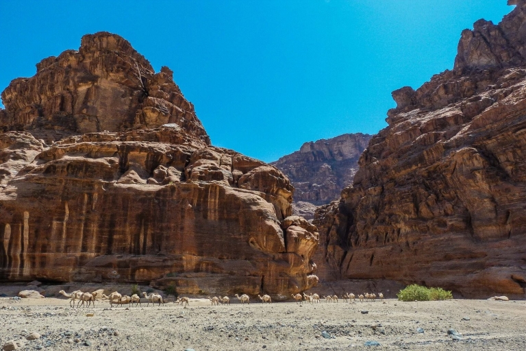 Z AlUla: wycieczka do kanionu Wadi Dissah z lunchem i transferem