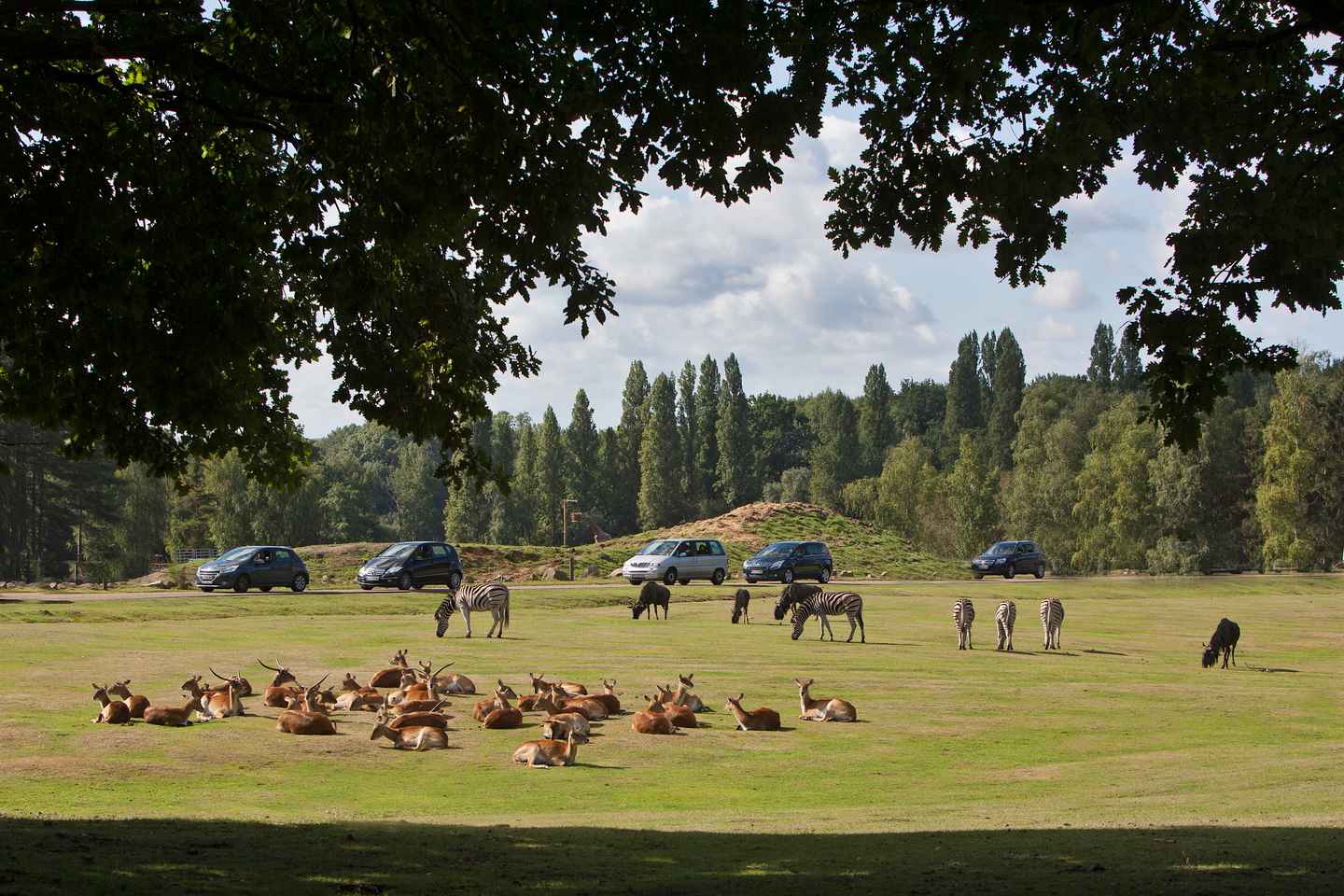 WoW Safari Thoiry Entrance Ticket