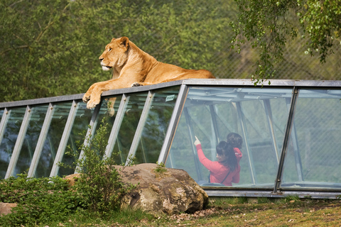 Ticket de entrada al WOW Safari ThoiryTicket de entrada a WOW Safari Thoiry