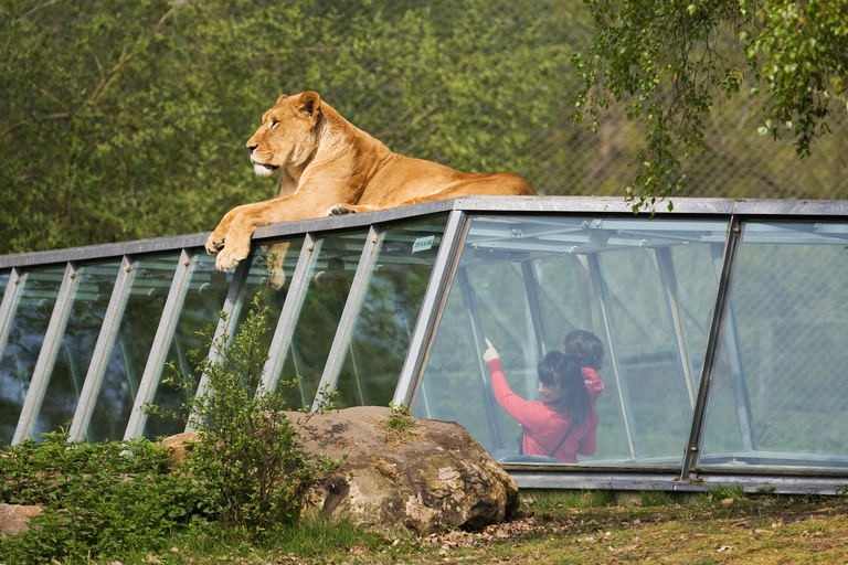 Ticket de entrada al WOW Safari ThoiryTicket de entrada a WOW Safari Thoiry