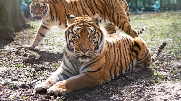 Best Activities in Thoiry