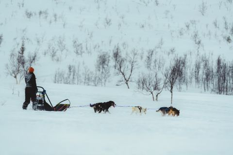 Tromsø: Dog Sledding and Guided Ice Domes Visit
